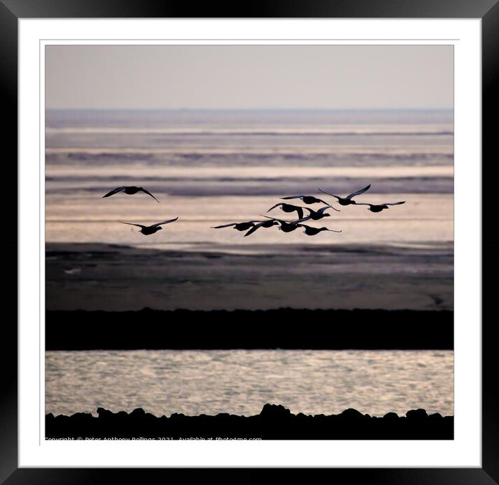 Movement in the Estuary Framed Mounted Print by Peter Anthony Rollings