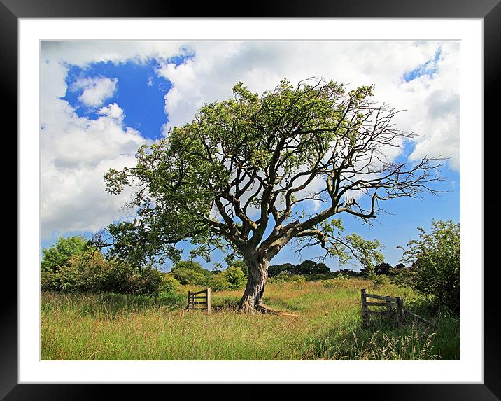 Summer Tree Framed Mounted Print by Paul Appleby