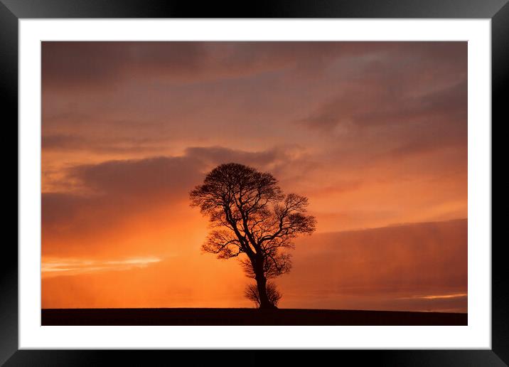 Dramatic sky and tree Framed Mounted Print by Simon Johnson