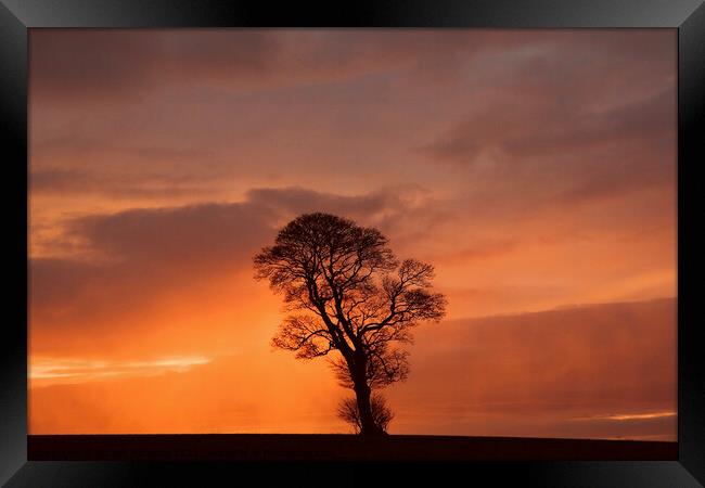 Dramatic sky and tree Framed Print by Simon Johnson