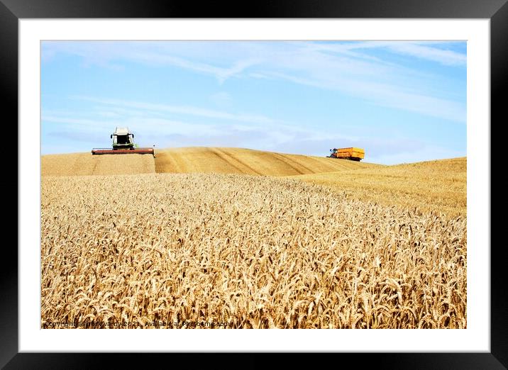 Harvesting wheat on the humpy field Framed Mounted Print by mick vardy