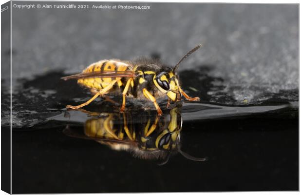 Wasp drinking Canvas Print by Alan Tunnicliffe