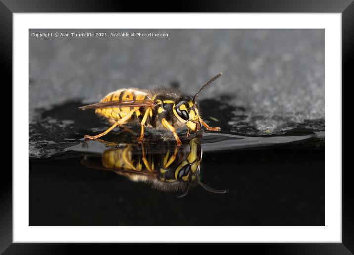Wasp drinking Framed Mounted Print by Alan Tunnicliffe