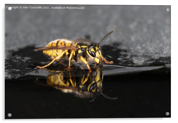 Wasp drinking Acrylic by Alan Tunnicliffe