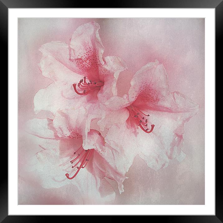 Floral Fragility Framed Mounted Print by Jacqi Elmslie