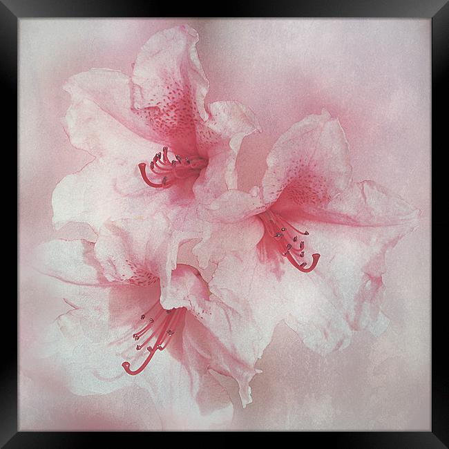 Floral Fragility Framed Print by Jacqi Elmslie