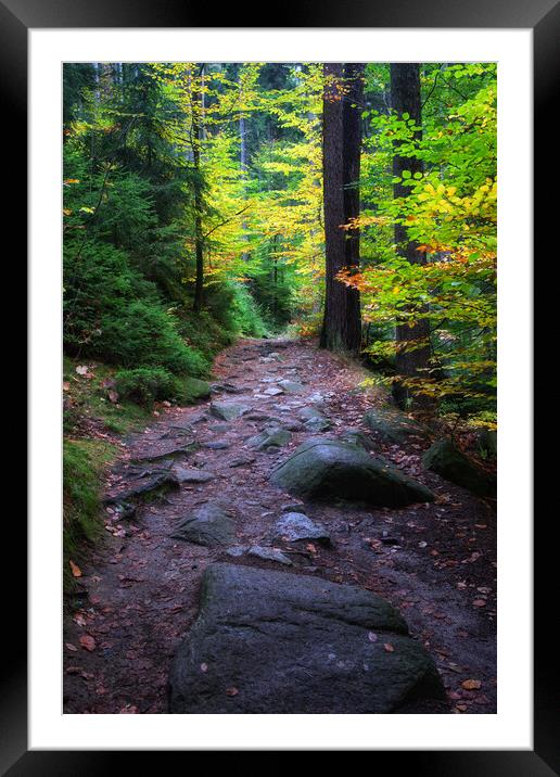 Path In Tranquil Autumn Forest Framed Mounted Print by Artur Bogacki
