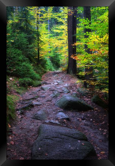 Path In Tranquil Autumn Forest Framed Print by Artur Bogacki