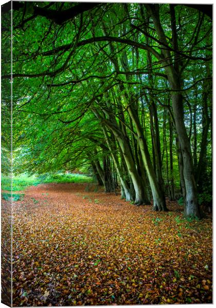A Woodland Glade Canvas Print by David Hare