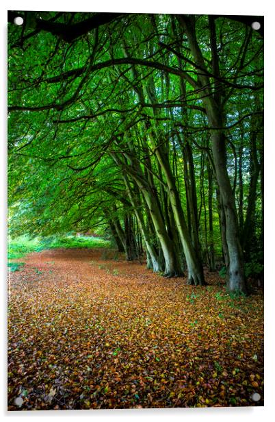 A Woodland Glade Acrylic by David Hare