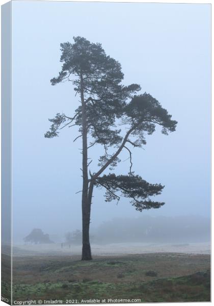 Lone Tree, Wekeromse Sand, the Netherlands Canvas Print by Imladris 