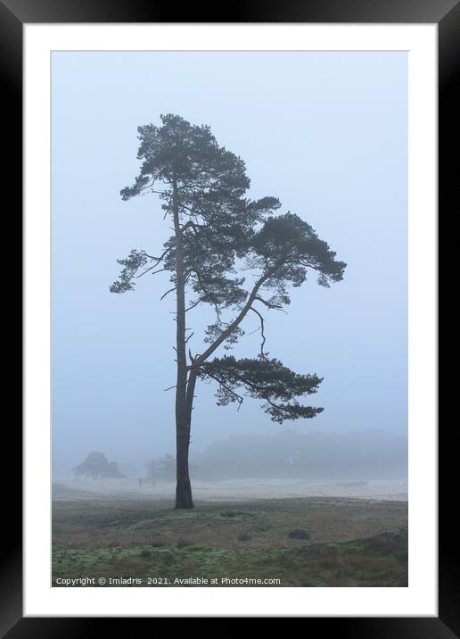 Lone Tree, Wekeromse Sand, the Netherlands Framed Mounted Print by Imladris 