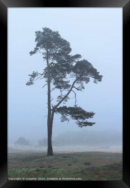 Lone Tree, Wekeromse Sand, the Netherlands Framed Print by Imladris 