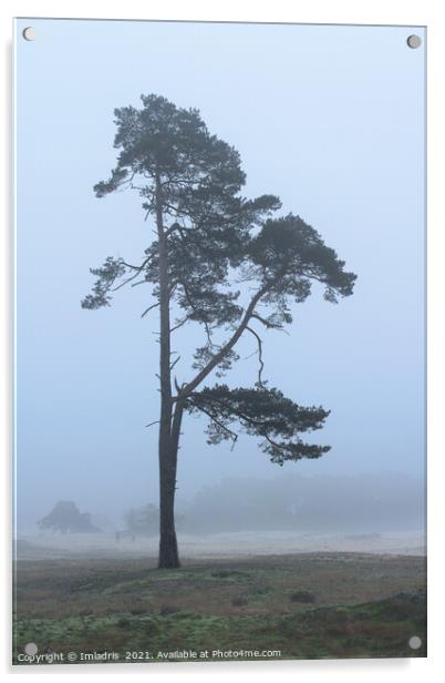 Lone Tree, Wekeromse Sand, the Netherlands Acrylic by Imladris 