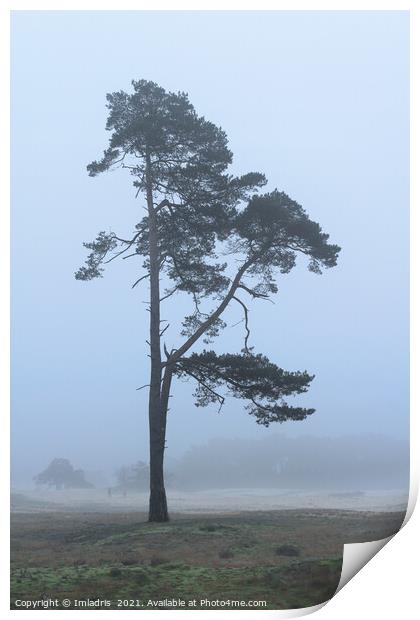 Lone Tree, Wekeromse Sand, the Netherlands Print by Imladris 