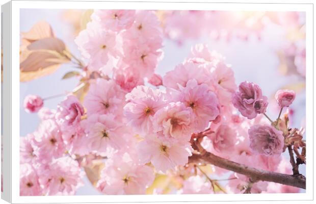 Spring Sunshine Pink Blossom Canvas Print by Natalie Kinnear