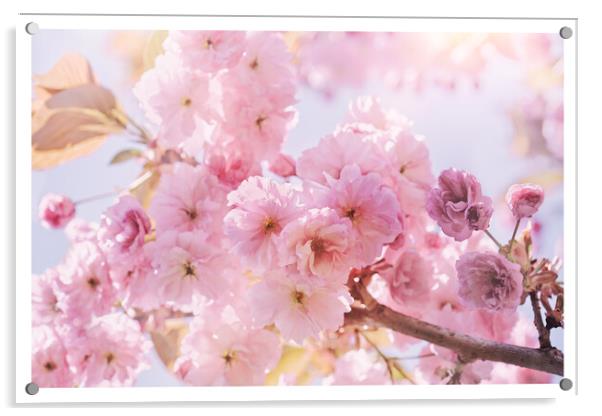 Spring Sunshine Pink Blossom Acrylic by Natalie Kinnear