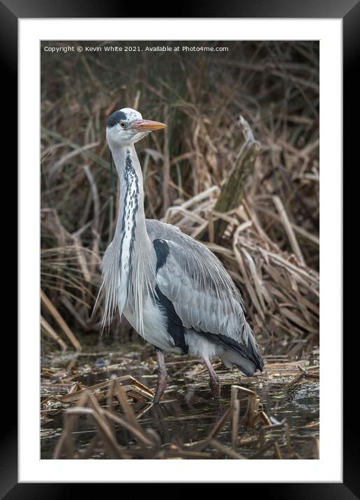 Heron in the reeds Framed Mounted Print by Kevin White