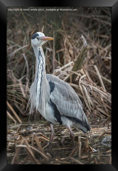 Heron in the reeds Framed Print by Kevin White