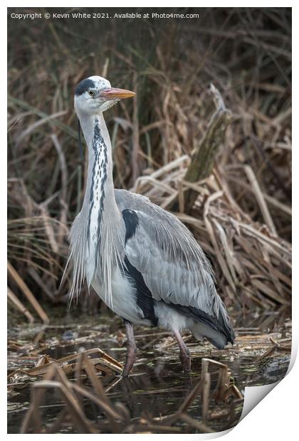 Heron in the reeds Print by Kevin White
