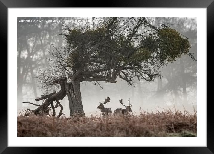Two Stags Framed Mounted Print by Kevin White