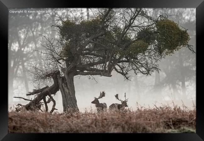 Two Stags Framed Print by Kevin White