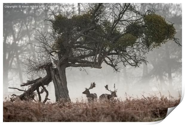 Two Stags Print by Kevin White