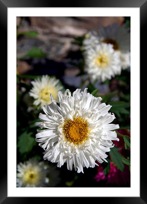 Crazy Daisies in Pisang, Nepal Framed Mounted Print by Serena Bowles