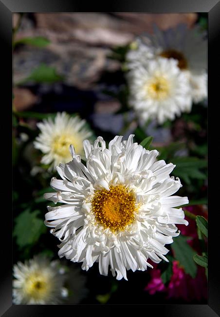 Crazy Daisies in Pisang, Nepal Framed Print by Serena Bowles