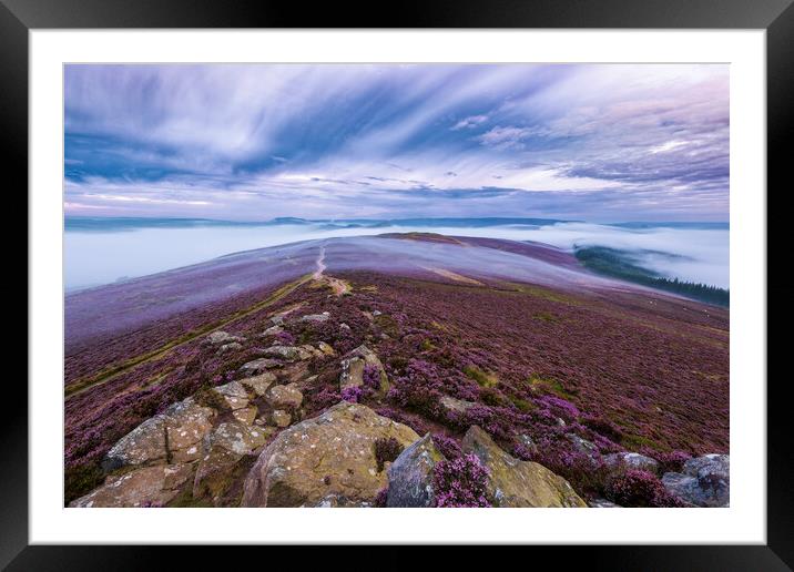Purple carpet at Dawn. Win Hill, Derbyshire Framed Mounted Print by John Finney
