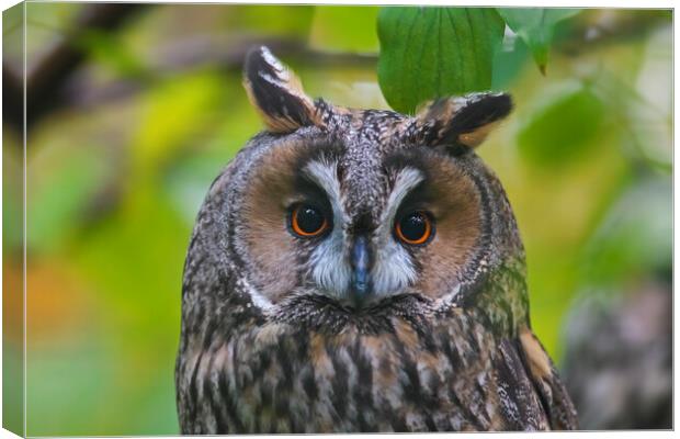 Long-eared Owl Canvas Print by Arterra 