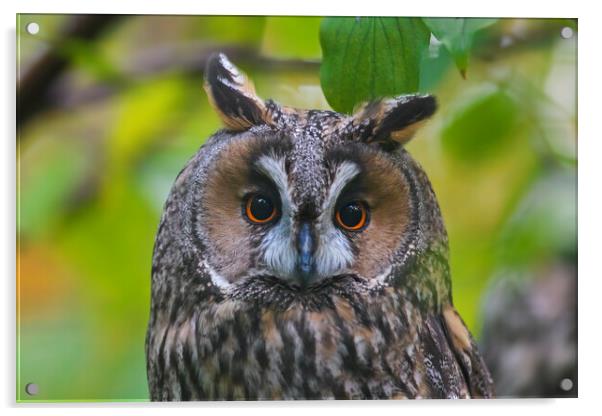 Long-eared Owl Acrylic by Arterra 
