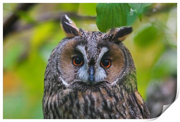 Long-eared Owl Print by Arterra 