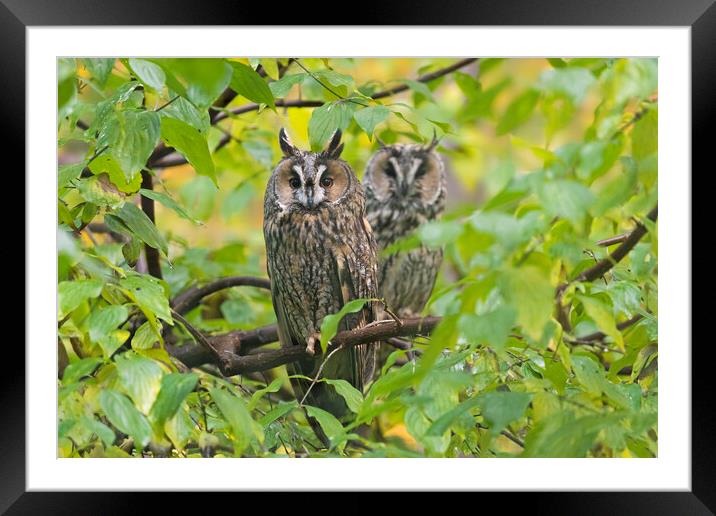 Two Long-eared Owls in Tree Framed Mounted Print by Arterra 