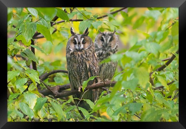 Two Long-eared Owls in Tree Framed Print by Arterra 