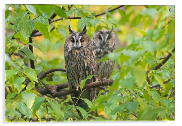 Two Long-eared Owls in Tree Acrylic by Arterra 