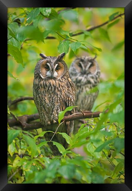 Long-eared Owl Couple in Tree Framed Print by Arterra 