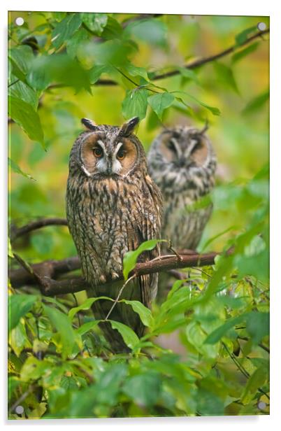 Long-eared Owl Couple in Tree Acrylic by Arterra 