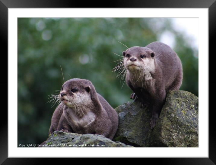 Otters on the look out Framed Mounted Print by Liann Whorwood