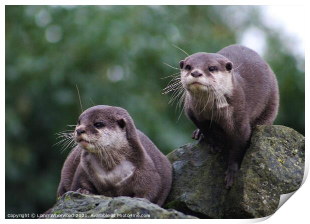 Otters on the look out Print by Liann Whorwood