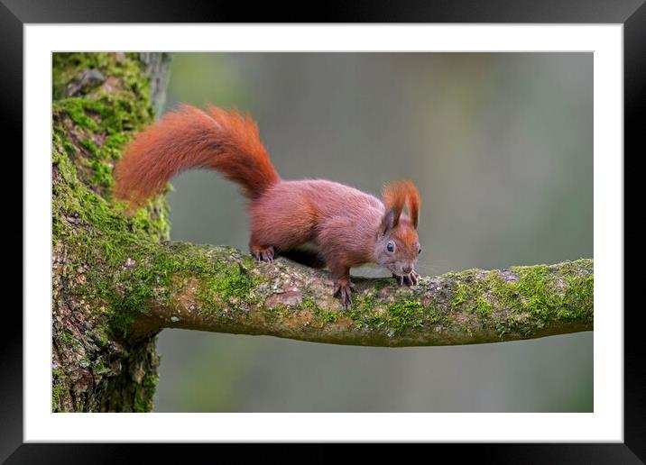 Red Squirrel in Tree Framed Mounted Print by Arterra 