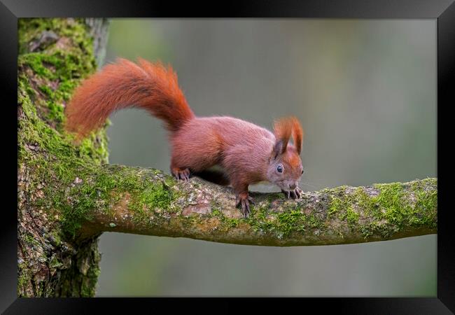 Red Squirrel in Tree Framed Print by Arterra 