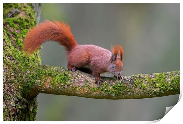 Red Squirrel in Tree Print by Arterra 