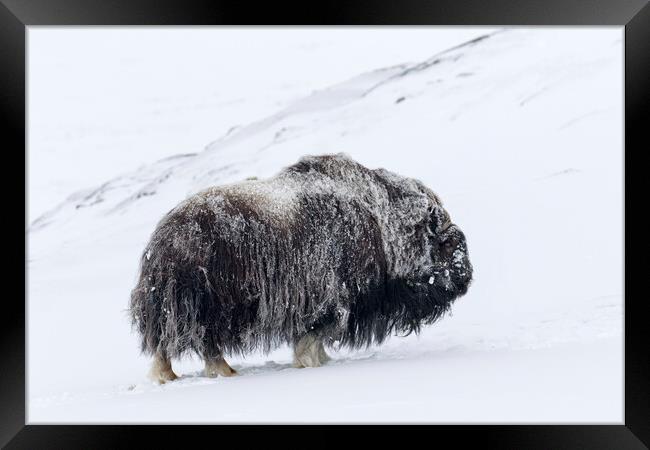 Muskox Bull in Winter Framed Print by Arterra 
