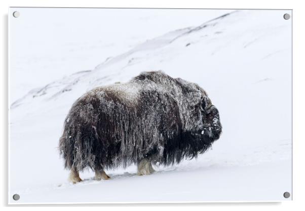Muskox Bull in Winter Acrylic by Arterra 