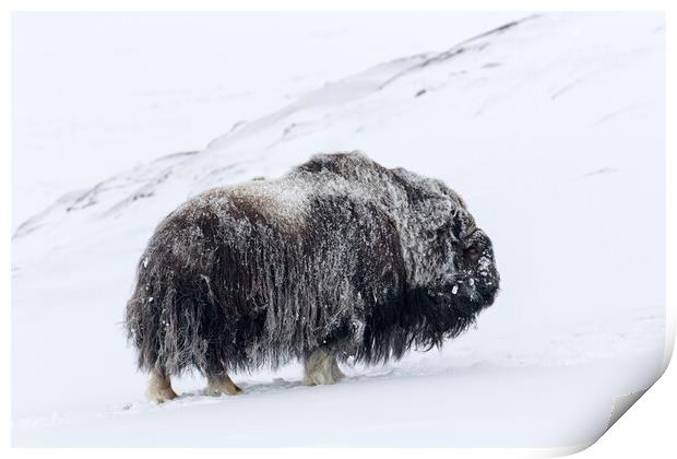Muskox Bull in Winter Print by Arterra 