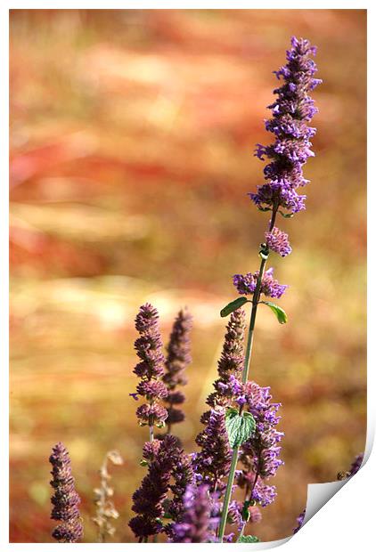 Lavender Against Buckwheat, Pisang, Nepal Print by Serena Bowles