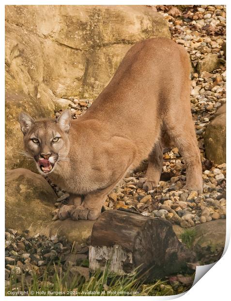 'Cougar's Commanding Stance' wild cat Print by Holly Burgess