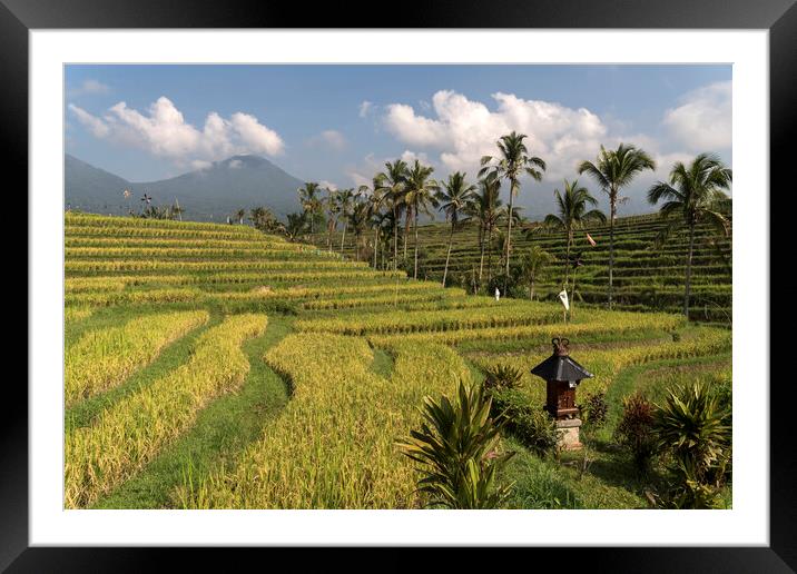 Rice field Bali Framed Mounted Print by peter schickert