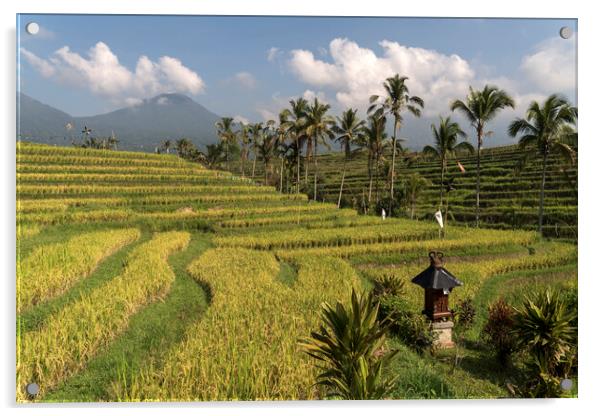 Rice field Bali Acrylic by peter schickert
